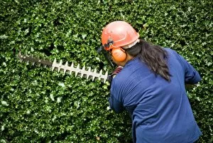 In the gardens Collection: Hedge trimming, RBG Kew