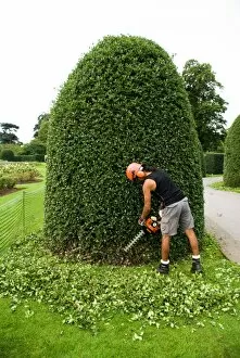 In the gardens Gallery: Hedge trimming, RBG Kew