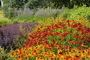 Floral gardens Collection: Helenium flowers