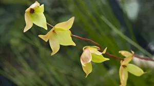 Flowers Gallery: Heliamphora nutans