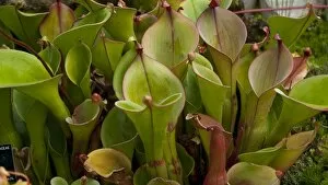 Green Flower Collection: Heliamphora nutans