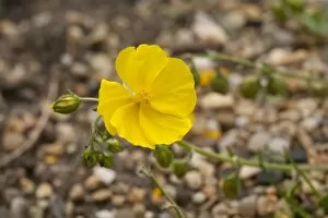 Yellow Flower Gallery: Helianthemum nummularium