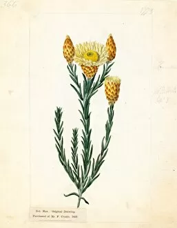 Asteraceae Gallery: Helichrysum splendens, Sims (Shining Helichrysum)