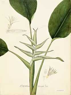 Botanical Art Gallery: Heliconia buccinata, Roxb