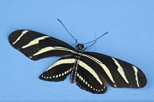 Biodiversity Collection: Heliconius Charatonia Butterflies