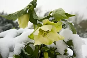 Ranunculaceae Gallery: Helleborus niger in the snow