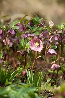 Plants and Fungi Gallery: Helleborus orientalis, Queen of the Night