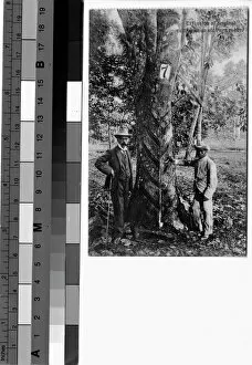 19th Century Collection: Henry Ridley and rubber tree, Singapore