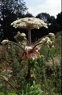 Plants and Fungi Gallery: Heracleum mantegazzianum - Giant Hogweed