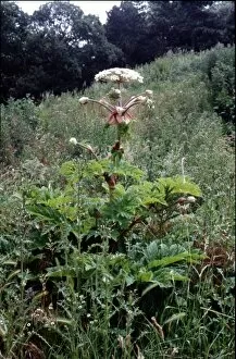 Kew Living Collection Gallery: Heracleum mantegazzianum - Giant Hogweed