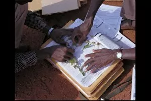 Africa Collection: Herbarium preparation of Ipomoea eriocarpa in the field