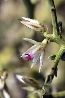 Namibia Collection: Hermbstaedtia spathulifolia