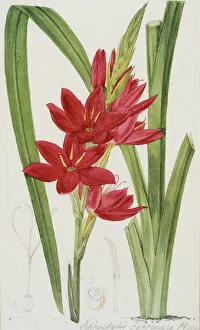 Walter Hood Fitch Collection: Hesperantha coccinea, 1864