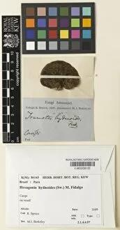 Herbarium Fungi Collection: Hexagonia hydnoides (Sw. ) M. Fidalgo