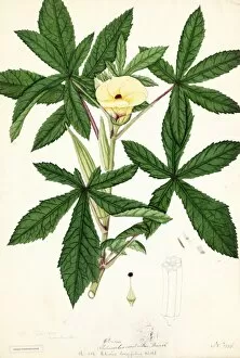 Botanical Art Gallery: Hibiscus longifolius, Willd