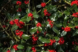 Images Dated 13th November 2013: holly berries