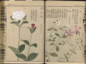 Botanical Illustration Gallery: Honzo Zufu, 1821-1828