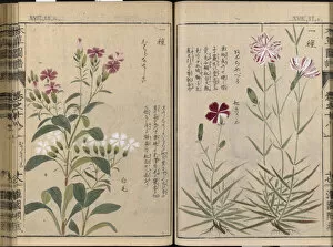 Japanese Flowers Gallery: Honzo Zufu, 1821- 1828