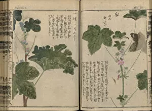 Honzo Zufu, 1821- 1828