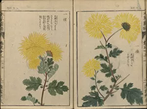 Honzo Zufu, 1821-1828
