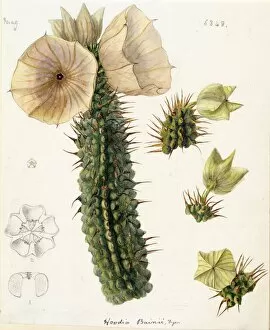 Cacti and Succulents Collection: Hoodia bainii, 1878