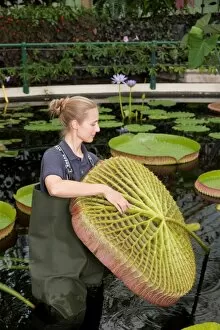 Kew at Work Gallery: Horticulture student with Victoria cruziana