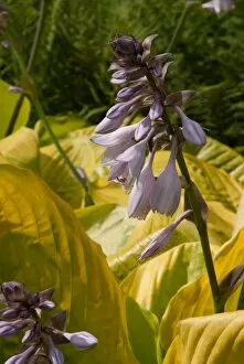 Lilac Gallery: Hosta Sum and Substance