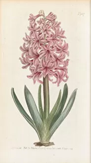 Curtis Collection: Hyacinthus orientalis, 1806