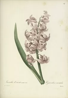 Pink Flower Gallery: Hyacinthus orientalis, 1827