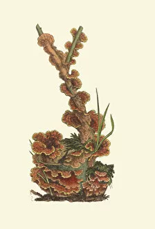 Fungi Collection: Hydnoporia tabacina, 1795-1815