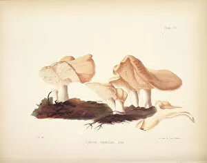 Botanical Illustration Gallery: Hydnum repandum, 1847-1855