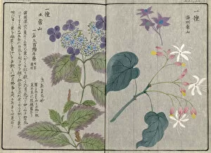 Woodblock Gallery: Hydrangea (Hydrangea macrophylla var serrata) and Clerodendron, (Clerodendron trichotomum)
