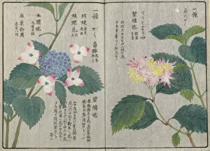Japonica Gallery: Hydrangea (Hydrangea serrata var. japonica), woodblock print and manuscript on paper, 1828
