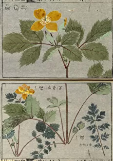 Tokugawa Era Gallery: Hylomecon, (Hylomecon japonica), woodblock print and manuscript on paper, 1828