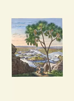 Habitat Gallery: Hyphaene thebaica, 1823-53