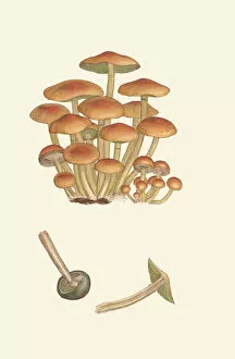 Drawing Gallery: Hypholoma acutum, 1803