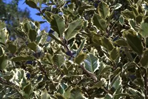 Trees and Shrubs Collection: Ilex aquifolium silver queen