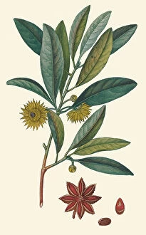Plant Portrait Collection: Illicium verum, 1815-20