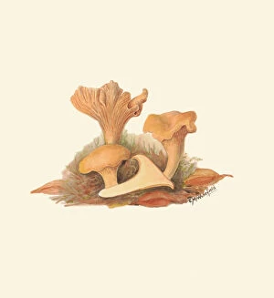 Mushroom Collection: Illustration of Cantharellus cibarius, c. 1915-45