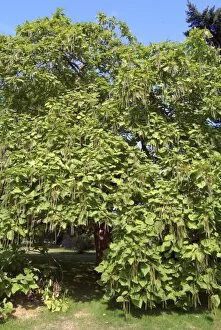 Trees in the landscape Collection: indian bean tree