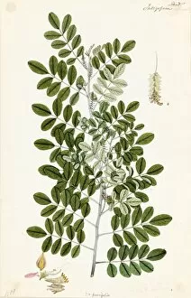 Botanical Art Collection: Indigofera coerulea, Roxb