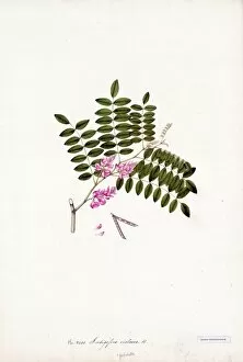 Leguminosae Gallery: Indigofera violacea, R