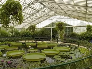 Plant Gallery: Interior of the Waterlily House