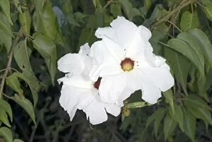 Images Dated 25th June 2008: Ipomoea pauciflora