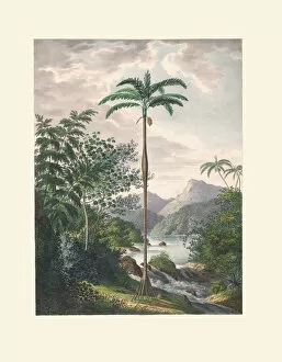 Botanical Drawing Collection: Iriartea deltoidea, 1823-53