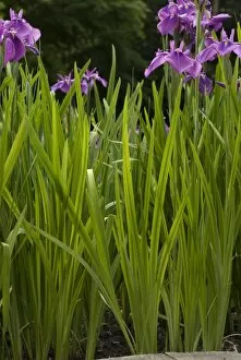 Purple Flower Collection: Iris