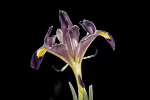 Purple Flower Collection: IRIDACEAE, Iris, persica, 20082219ARST93220