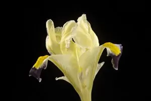 Yellow Flower Gallery: IRIDACEAE, Iris, persica, 20082221RSZH93263