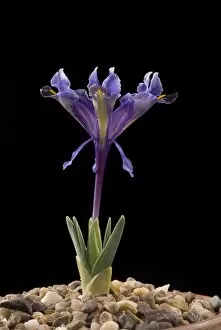Purple Flower Collection: IRIDACEAE, Iris, stenophylla, 20072754SSUM