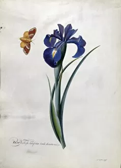 Flower Collection: Iris bulbosa latifolia, 1757